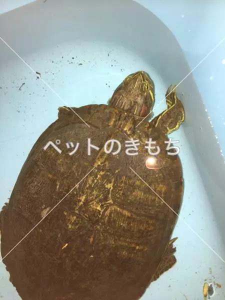 保護ペットの画像