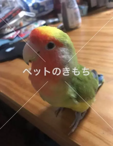 コメント投稿の画像