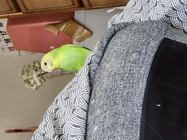 迷子鳥の画像