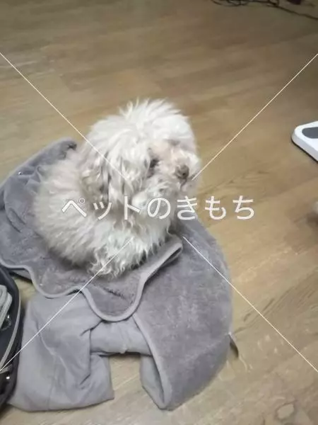 迷子犬の画像