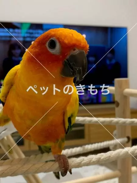 迷子鳥の画像