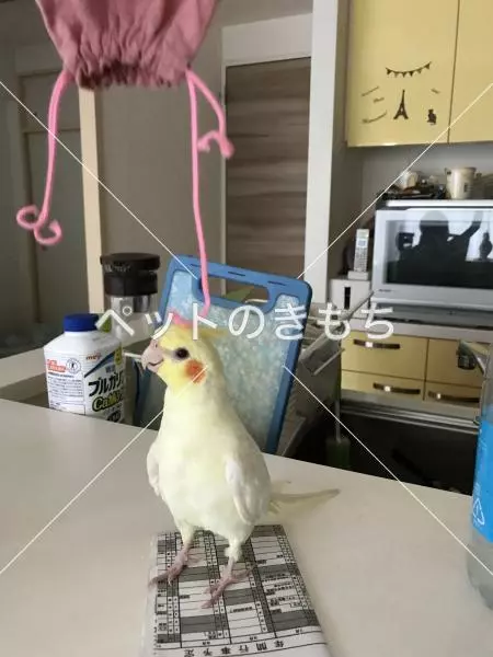 コメント投稿の画像