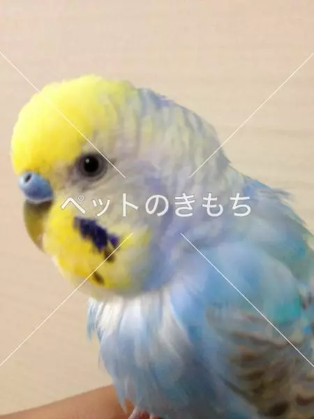 迷子鳥の画像