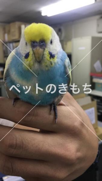 コメント投稿の画像