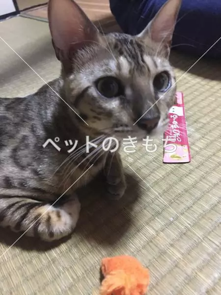 迷子猫の画像