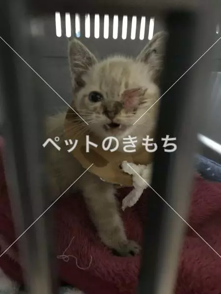 保護猫の画像
