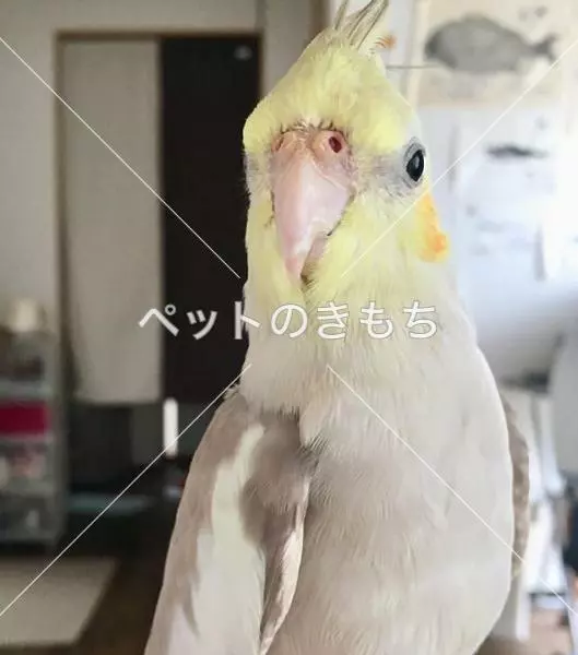 迷子鳥の画像