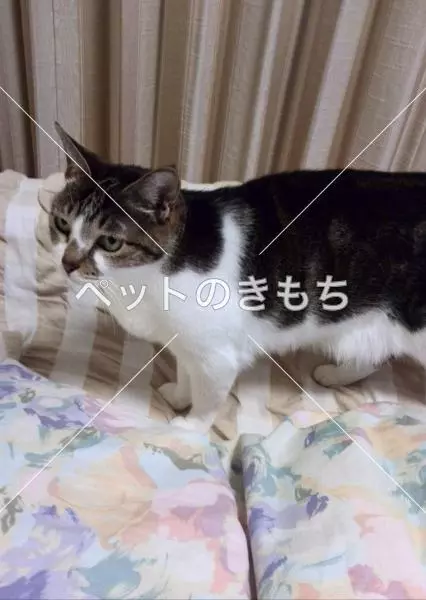 迷子猫の画像