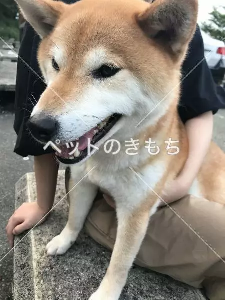 コメント投稿の画像