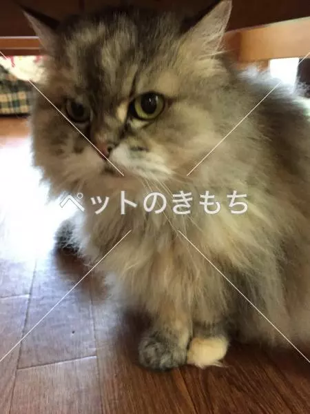迷子猫の画像