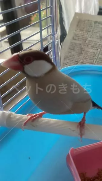 コメントの画像