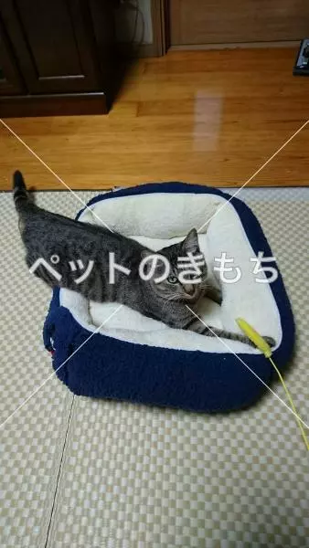 迷子猫の画像