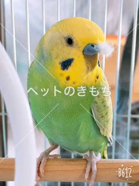 迷子鳥の画像
