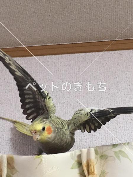 迷子鳥の画像