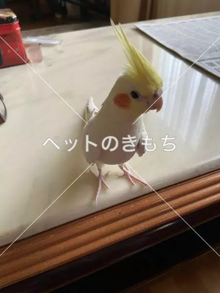 迷子鳥の画像