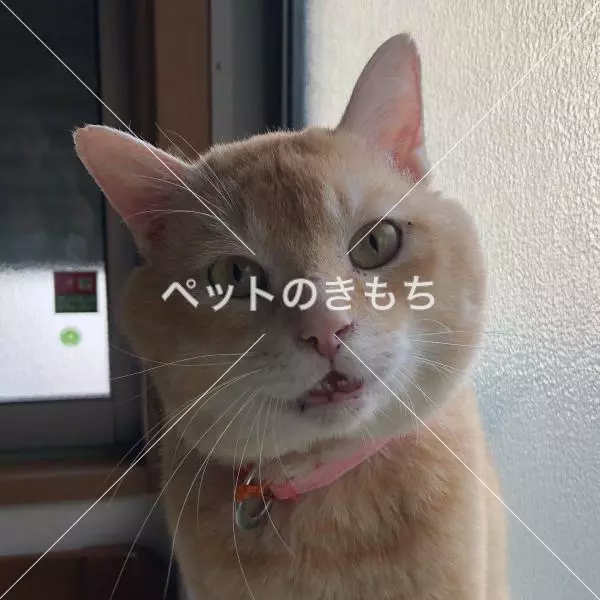 保護猫の画像