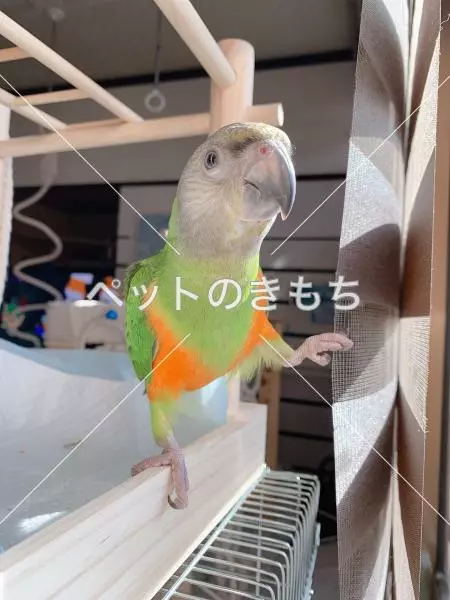 迷子鳥の画像