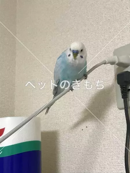 迷子鳥の画像