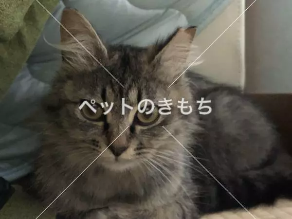 迷子猫の画像