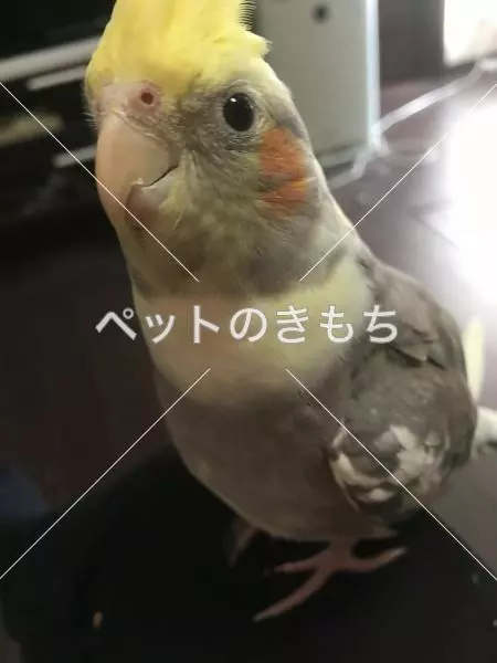 迷子鳥の画像