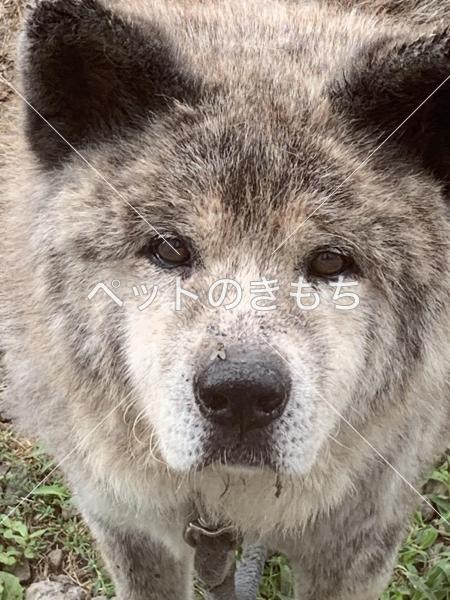 迷い犬の写真