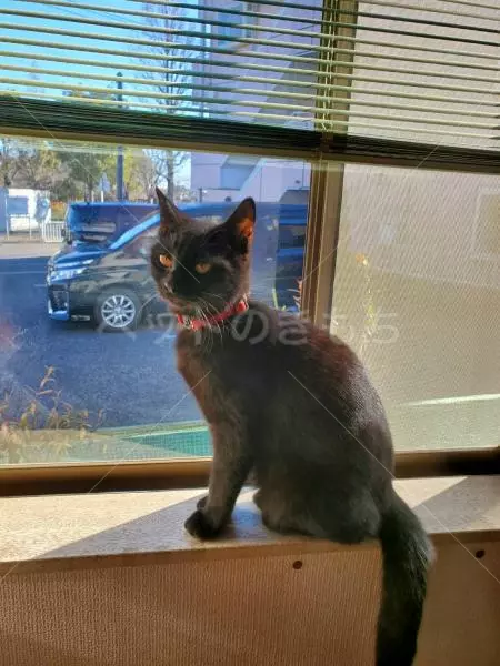 迷子猫の画像