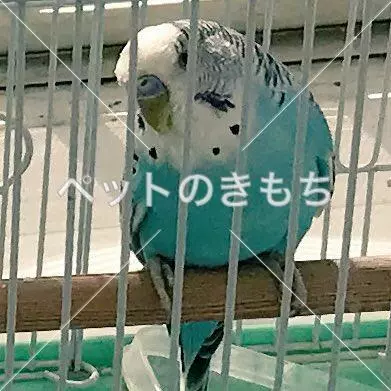 迷子鳥の画像