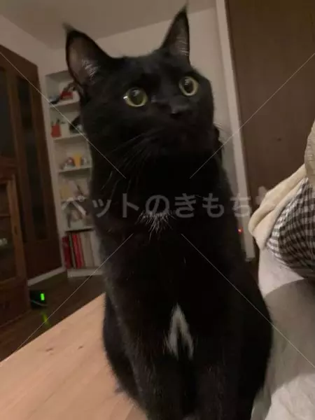 迷子猫の画像