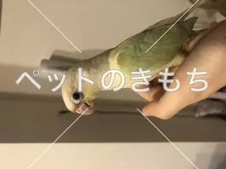 迷子鳥の画像