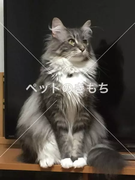 迷子猫の画像