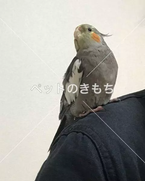保護鳥の画像