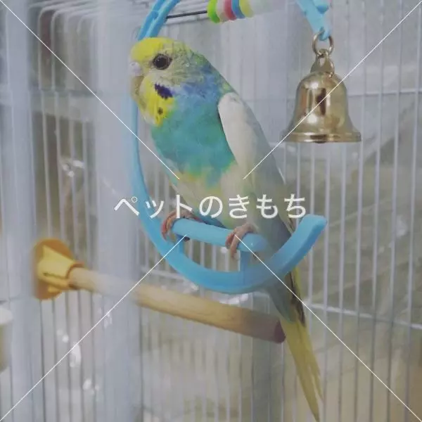 コメント投稿の画像