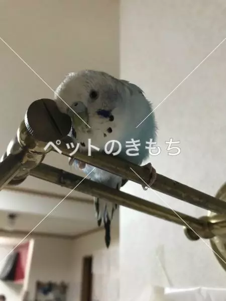 コメント投稿の画像