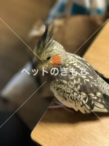 迷子鳥の画像