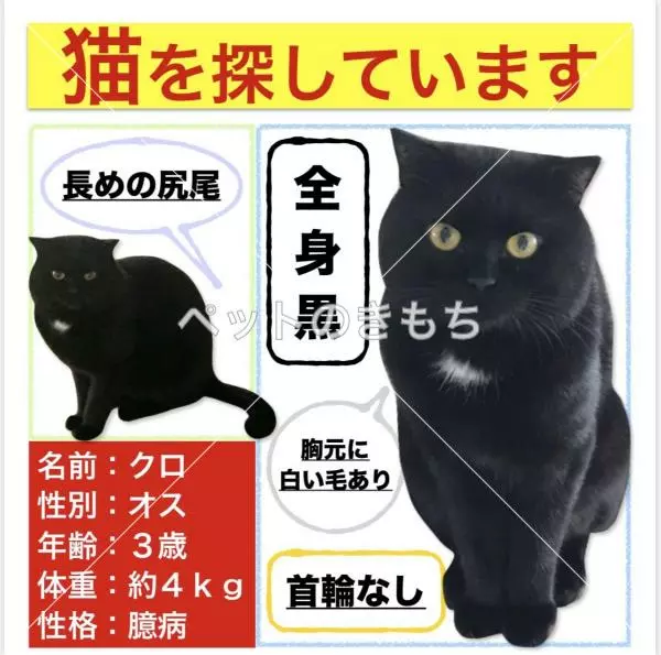 迷子猫の画像