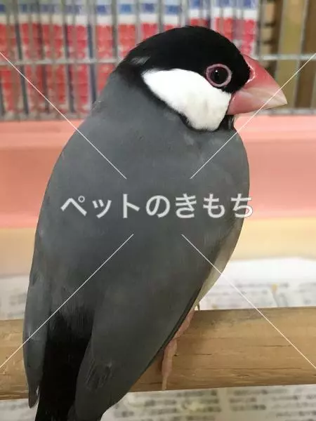 コメント投稿の画像