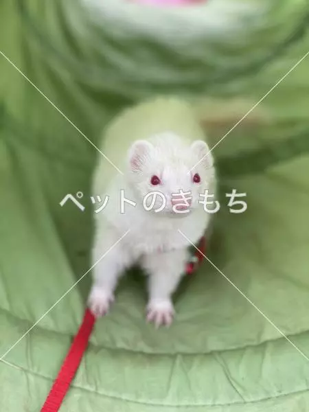 迷子ペットの画像