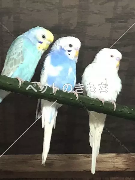 迷子鳥の画像