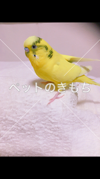 迷い鳥の写真