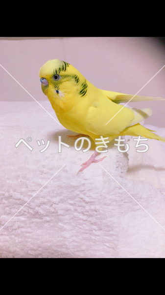 迷子鳥の画像