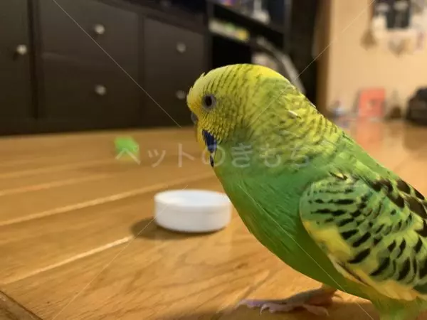 迷子鳥の画像