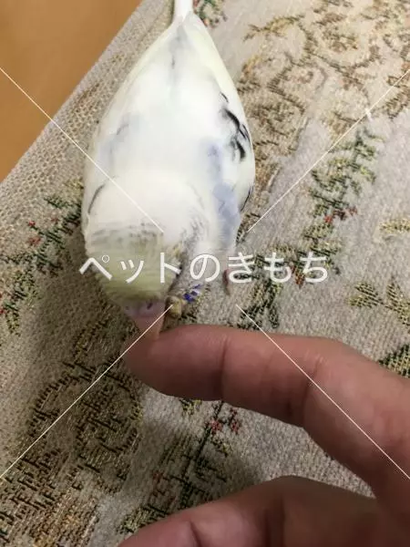 迷子鳥の画像