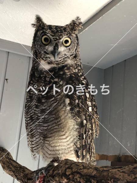 東京都で鳥が迷子になりました 鳥の種類 アフリカワシミミズク 投稿no 1 東京都で鳥が迷子になりました 鳥の種類 アフリカワシミミズク 投稿no 1