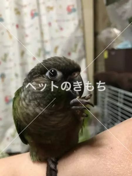 迷子鳥の画像