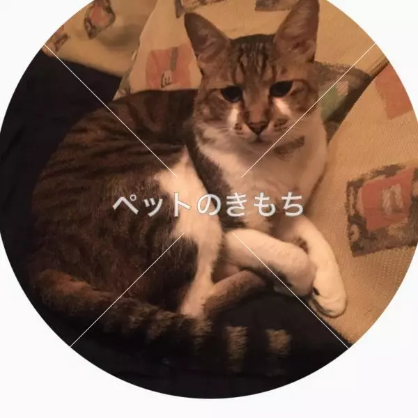 迷子猫の画像