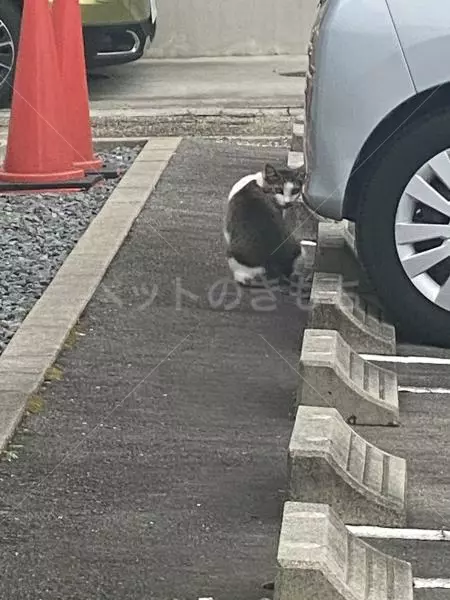 コメントの画像