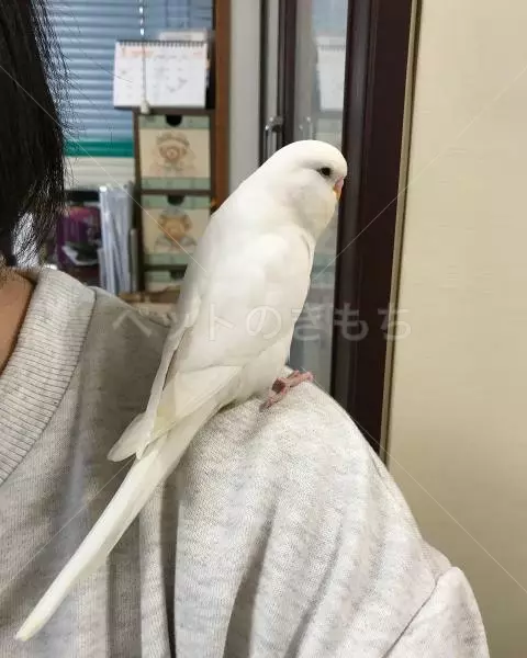 迷子鳥の画像