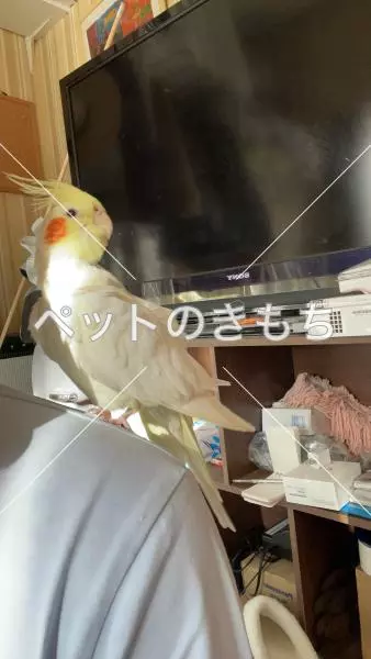 コメント投稿の画像