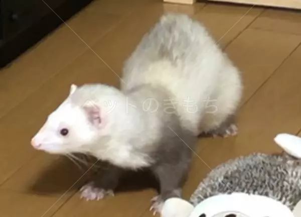 迷子ペットの画像