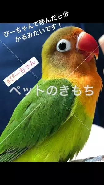 迷子鳥の画像